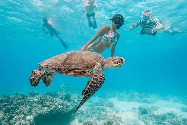 Turtle Canyon Snorkel Aventure Excursion in Waikiki, Oahu, Hawaii - Photo 1 of 22